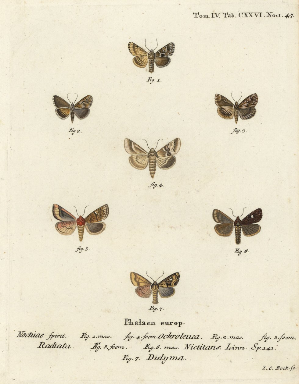 Falena scura, Eremobia ochroleuca 1,4, Cynaeda dentalis 2,3, falena dell