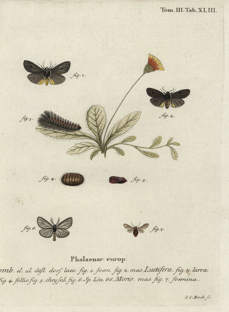 Epatolmis caesarea e Penthophera morio falene da Johann Carl Bock