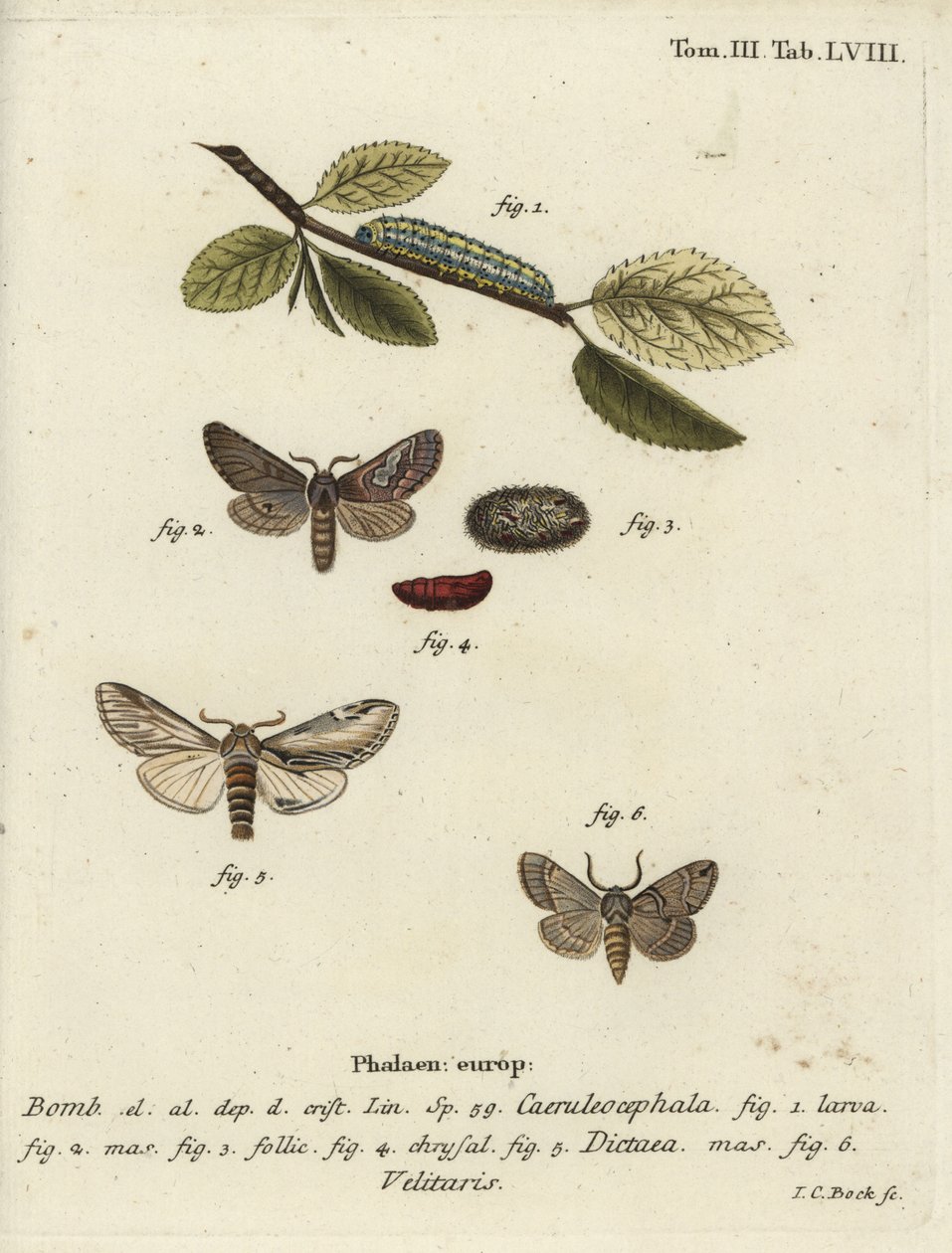 Figura di otto, rondine prominente e falena Drymonia velitaris da Johann Carl Bock
