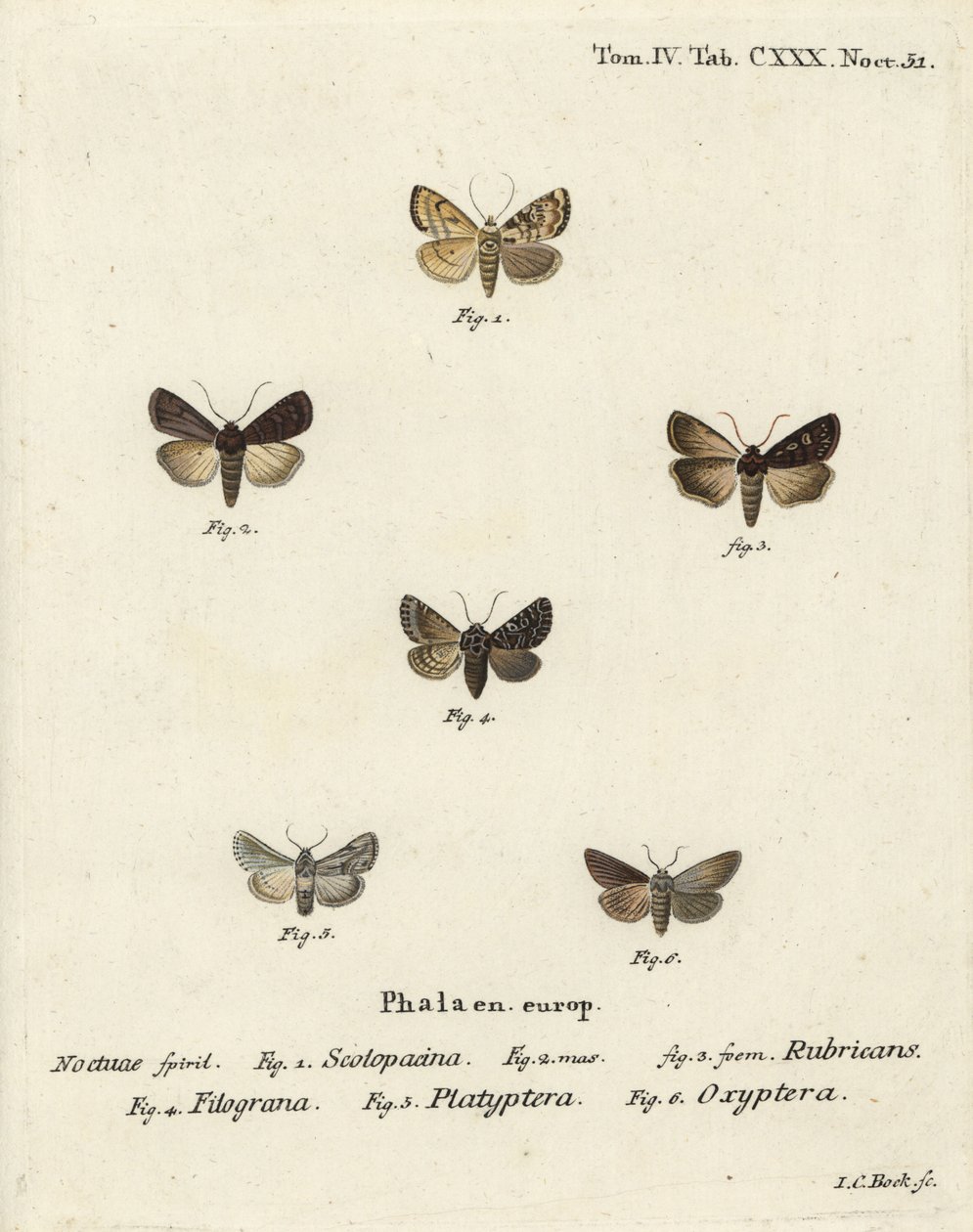 Dardo da giardino, Euxoa nigricans 1-3, Hadena filograna 4, broccato di antirrhinum, Calophasia platyptera 5, Simyra nervosa 6. Incisione su rame colorata a mano di Johann Carl Bock dopo Die Schmetterlinge in Abbildungen nach der Natur di Eugenius Johann C da Johann Carl Bock
