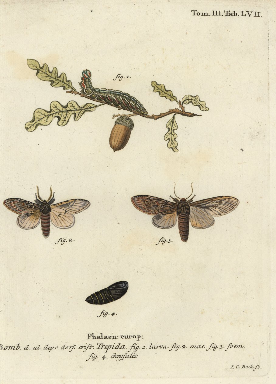 Grande prominente, Peridea anceps da Johann Carl Bock