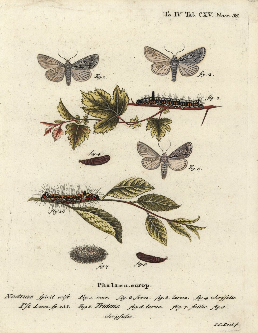 Acronicta psi 1-4, e Acronicta tridens 5-8. Incisione a mano colorata su rame di Johann Carl Bock dopo Die Schmetterlinge in Abbildungen nach der Natur di Eugenius Johann Christoph Esper, Erlangen da Johann Carl Bock