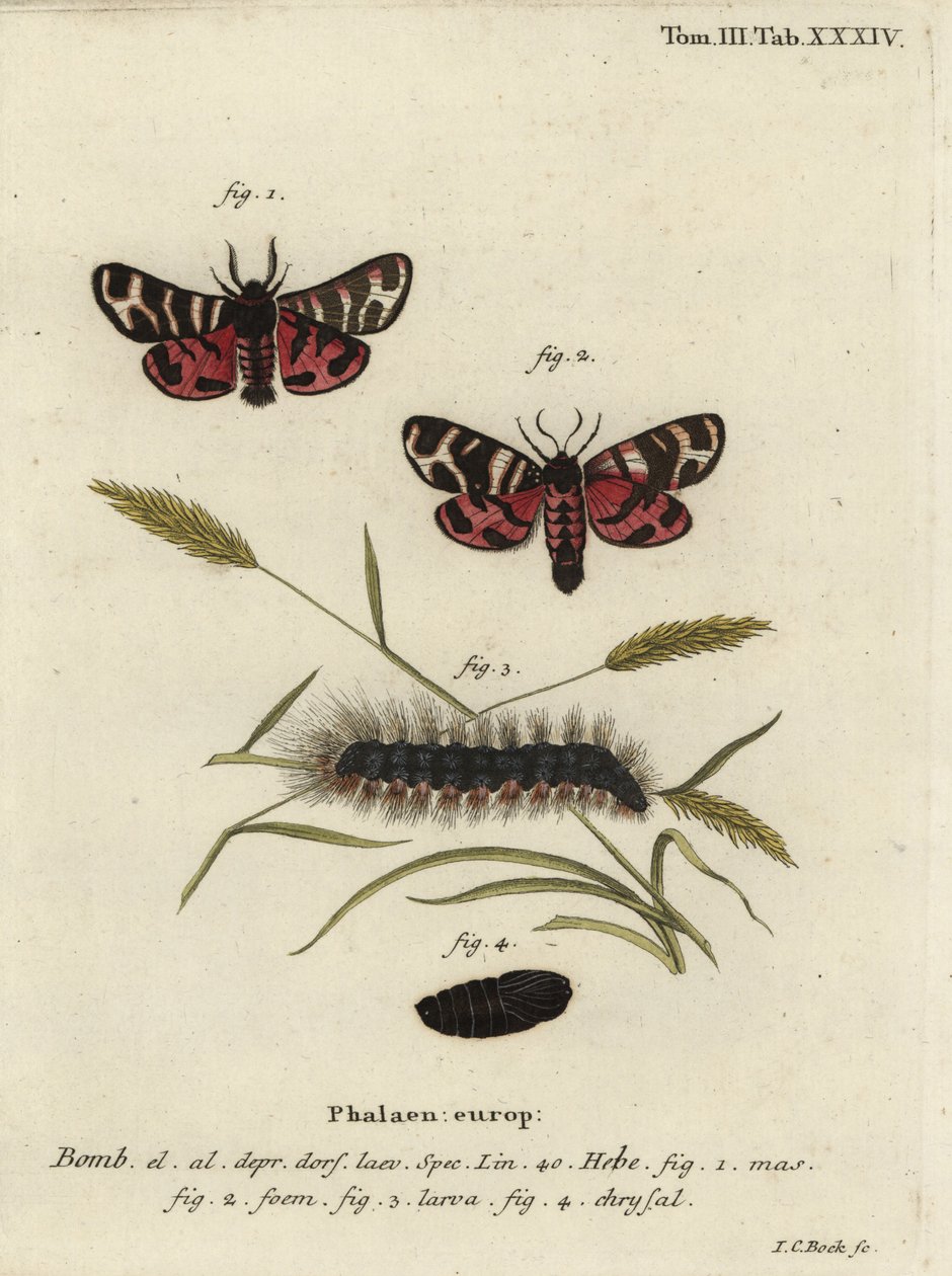 Falena tigre di Hebe, Arctia festiva da Johann Carl Bock