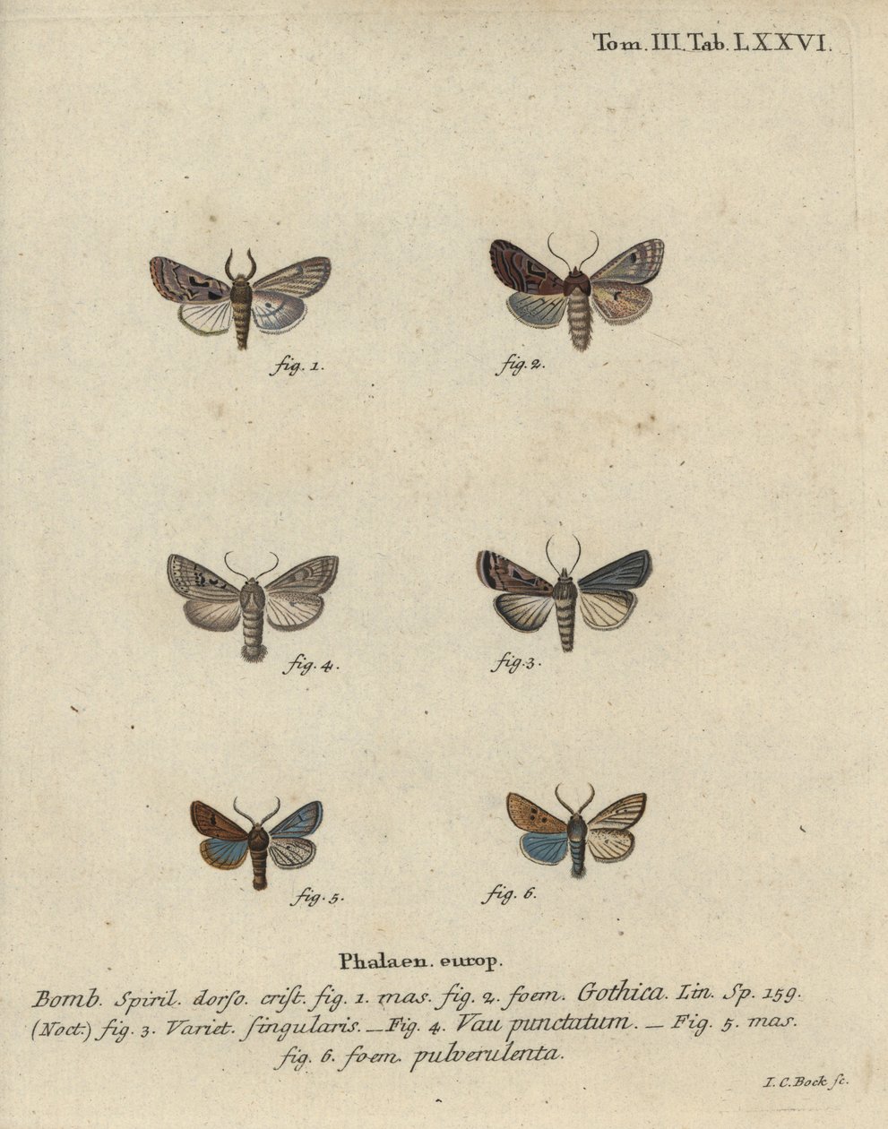 Carattere ebraico, castagna macchiata di nero, piccola falena quacchera, ecc. da Johann Carl Bock