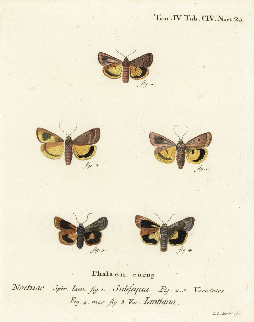 Falena gialla lunare, Noctua orbona 1, e falena gialla a bordo stretto o falena gialla di Langmaid, Noctua janthina 2-5. Incisione su rame colorata a mano di Johann Carl Bock dopo Die Schmetterlinge in Abbildungen nach der Natur di Eugenius Johann Christop da Johann Carl Bock