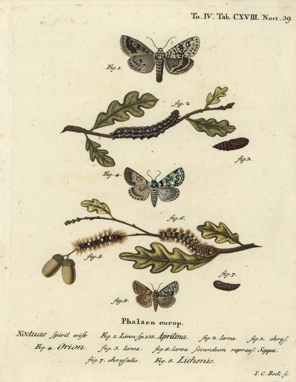 Dichonia aprilina 1-4, Moma alpium 5-7, e Cryphia muralis 8. Incisione a mano colorata su rame di Johann Carl Bock dopo Die Schmetterlinge in Abbildungen nach della Natur di Eugenius Johann Christoph Esper da Johann Carl Bock