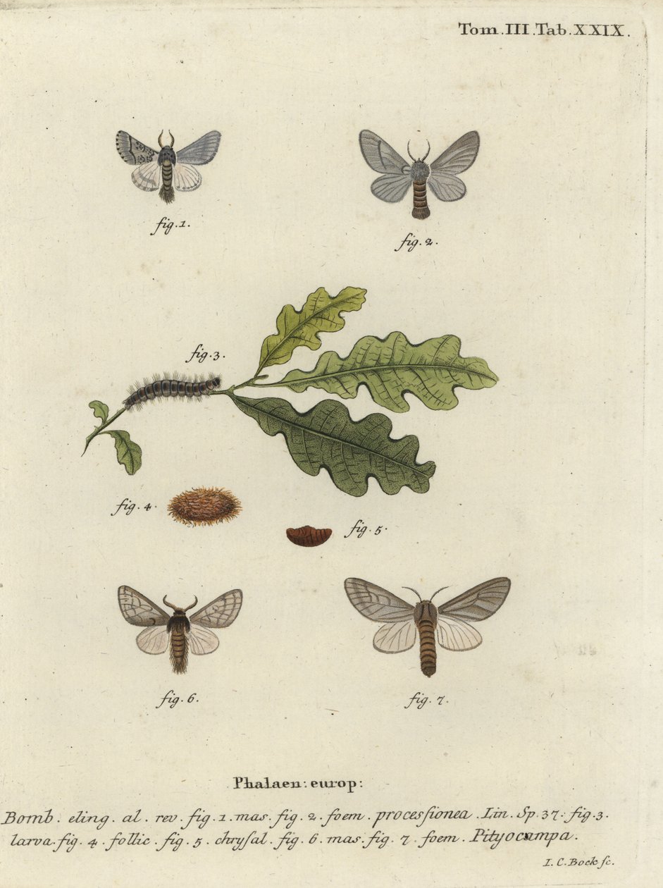 Falena processionaria della quercia, Thaumetopoea processionea da Johann Carl Bock