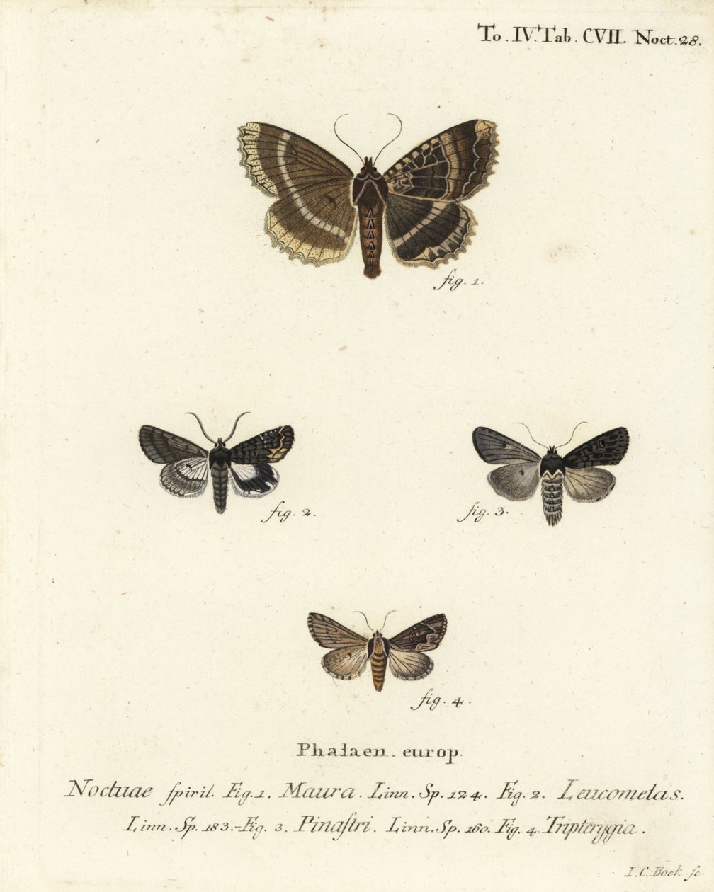 Vecchia signora o ala nera, Mormo maura 1, alchimista orientale, Aedia leucomelas 2, e Dypterygia scabriuscula 3,4. Incisione a mano colorata su rame di Johann Carl Bock da Johann Carl Bock