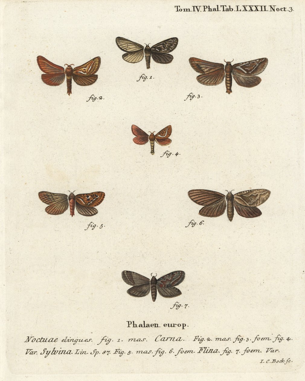 Pharmacis carna 2-4, ala arancione, Triodia sylvina 5,6, e ala d