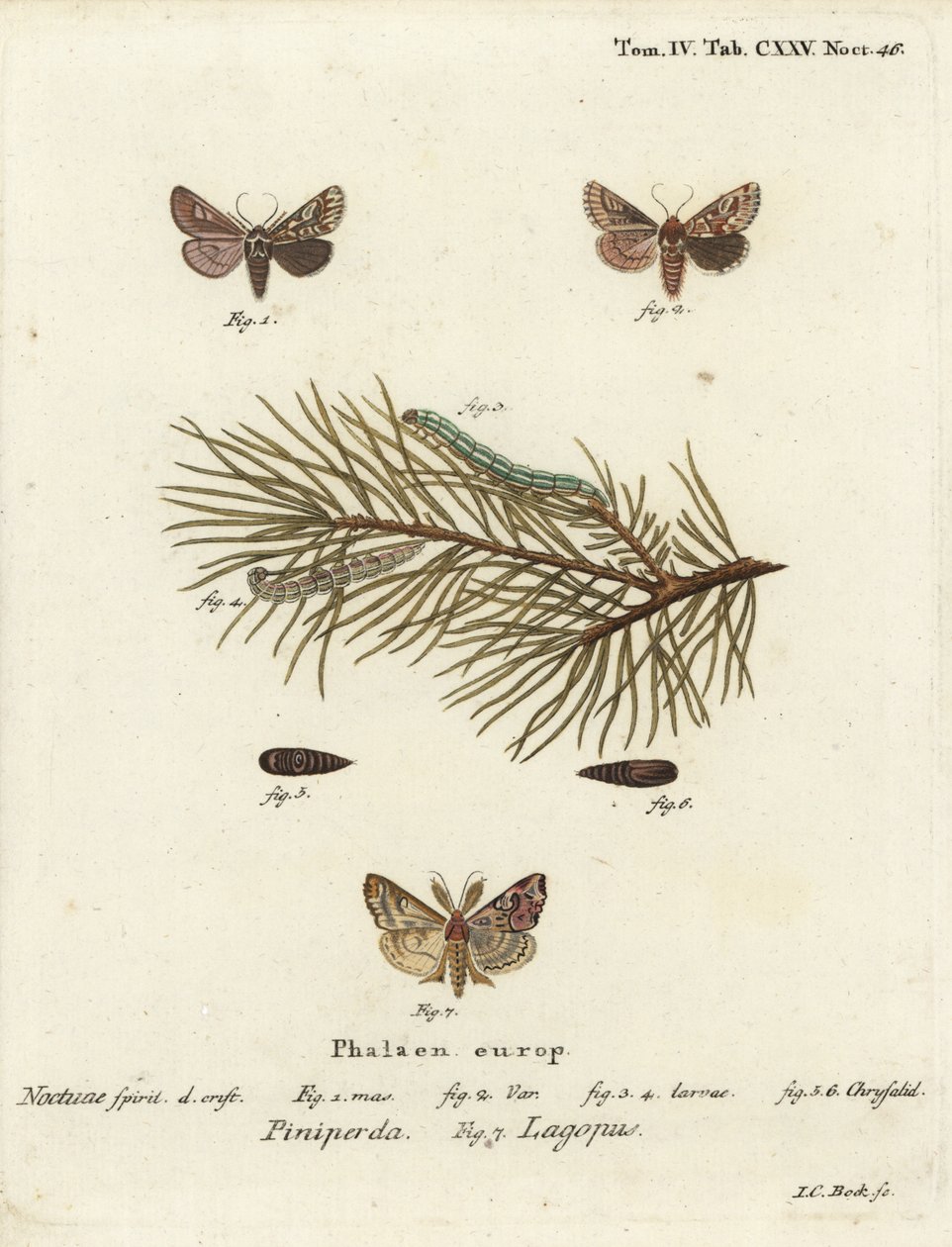 Bellezza del pino, Panolis flammea 1-6, e falena latina, Callopistria juventina 7. Incisione a mano colorata su rame di Johann Carl Bock da Johann Carl Bock