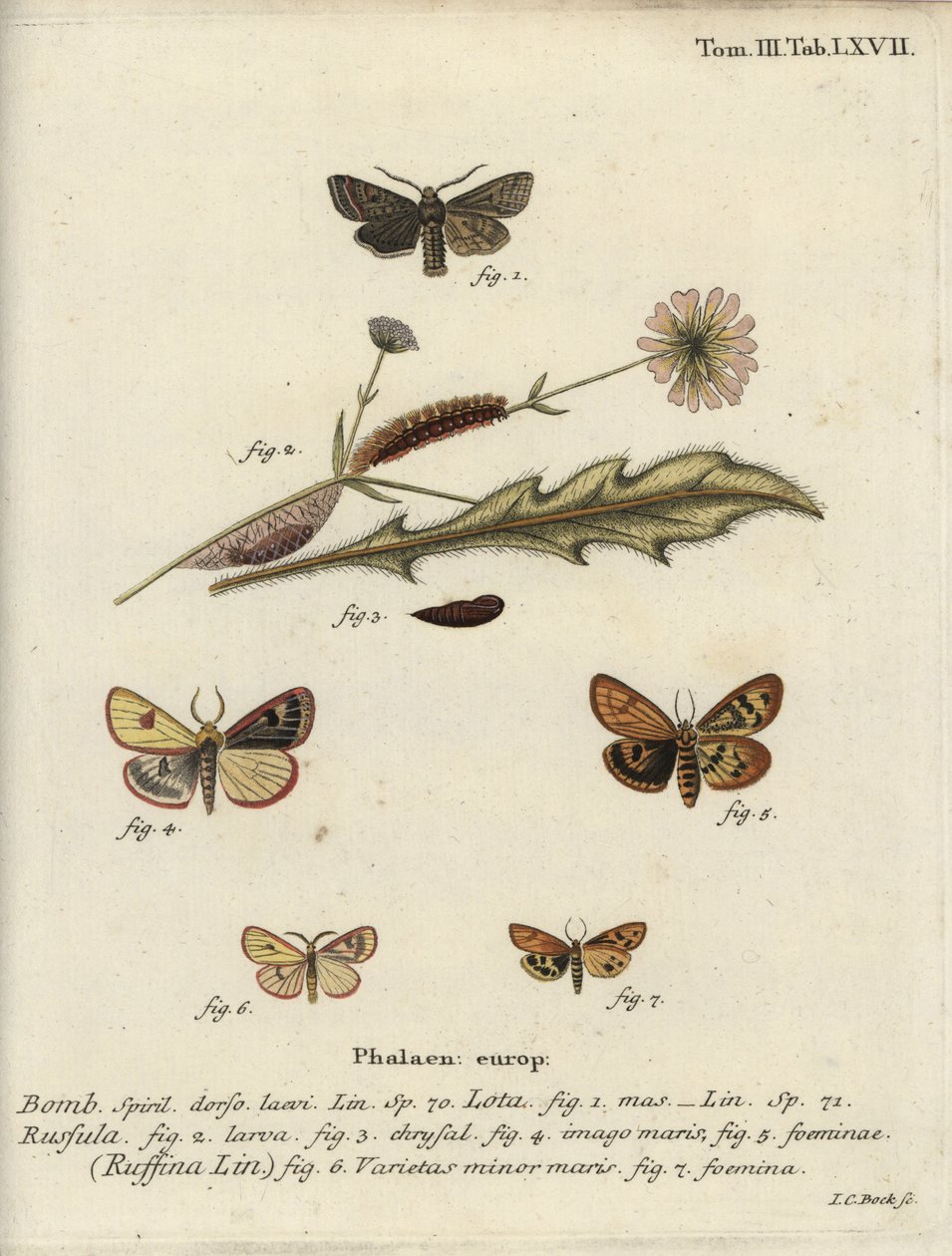 Falena quacchera a linea rossa, falena nuvolosa e falena castagna arricciata da Johann Carl Bock