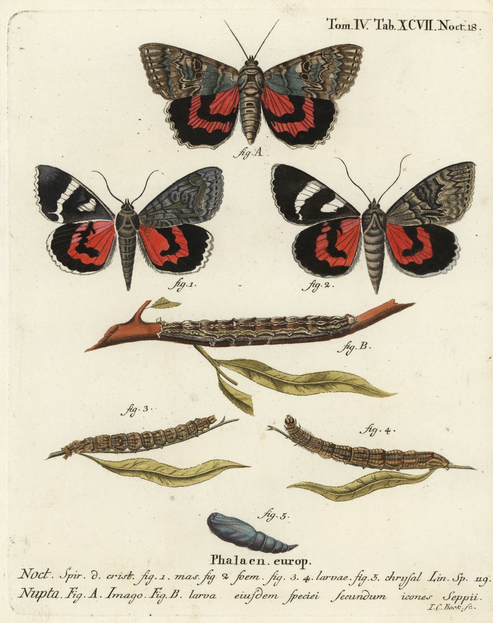 Catocala nupta. Incisione a mano colorata su rame di Johann Carl Bock dopo Die Schmetterlinge in Abbildungen nach der Natur di Eugenius Johann Christoph Esper, Erlangen da Johann Carl Bock