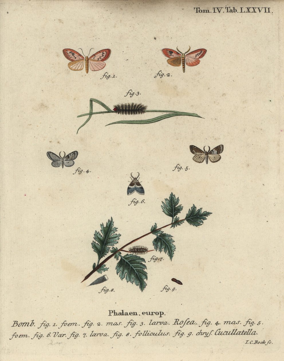Falena rosata e falena dal mantello corto da Johann Carl Bock