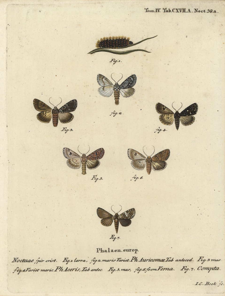 Pugnale raro, Acronicta auricoma 1-3, falena del sicomoro, Acronicta aceris, falena della noce moscata 4,5, Hadula trifolii 6 e corona variata, Hadena compta 7. Incisione a mano colorata a rame di Johann Carl Bock dopo Die Schmetterling di Eugenius Johann  da Johann Carl Bock