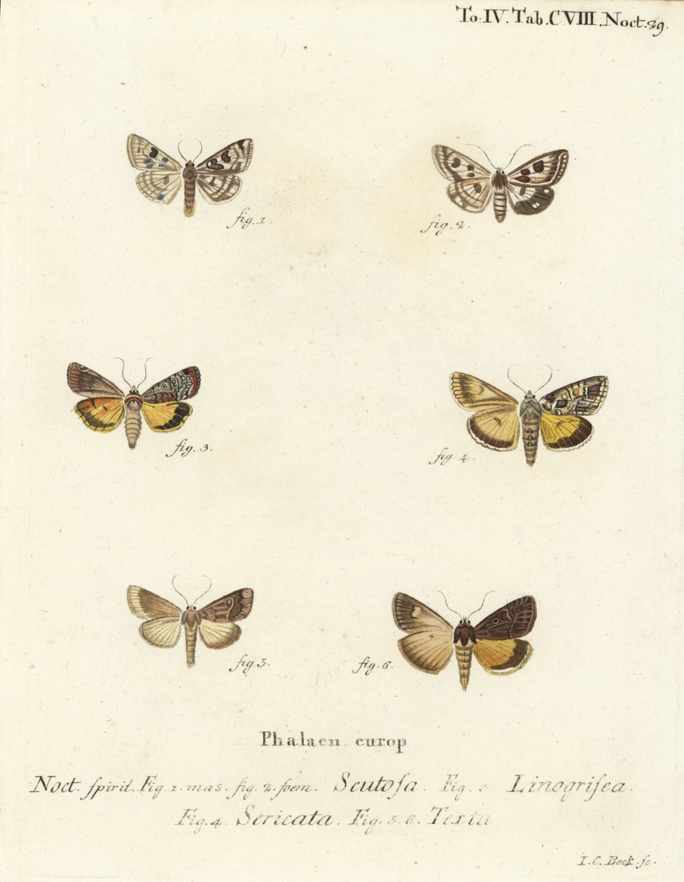 Trifoglio maculato, Schinia scutosa, Epilecta linogrisea, Guernsey sottoala, Polyphaenis sericata, e sottoala di paglia, Thalpophila matura. Incisione a mano colorata su rame di Johann Carl Bock dopo Die Schmetterlinge di Eugenius Johann Christoph Esper da Johann Carl Bock