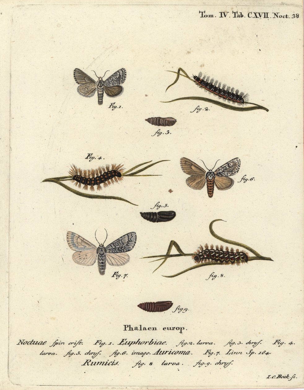 Falena del mirto dolce, Acronicta euphorbiae 1-5, pugnale raro, Acronicta auricoma 6, e falena dell