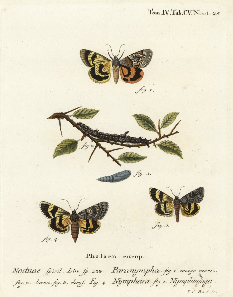 Sottoala di felce dolce, Catocala antinympha, Catocala nymphaea, e sottoala giallo di quercia, Catocala nymphagoga. Incisione a mano colorata su rame di Johann Carl Bock dopo Die Schmetterlinge in Abbildungen nach der Natur di Eugenius Johann Christoph Esp da Johann Carl Bock