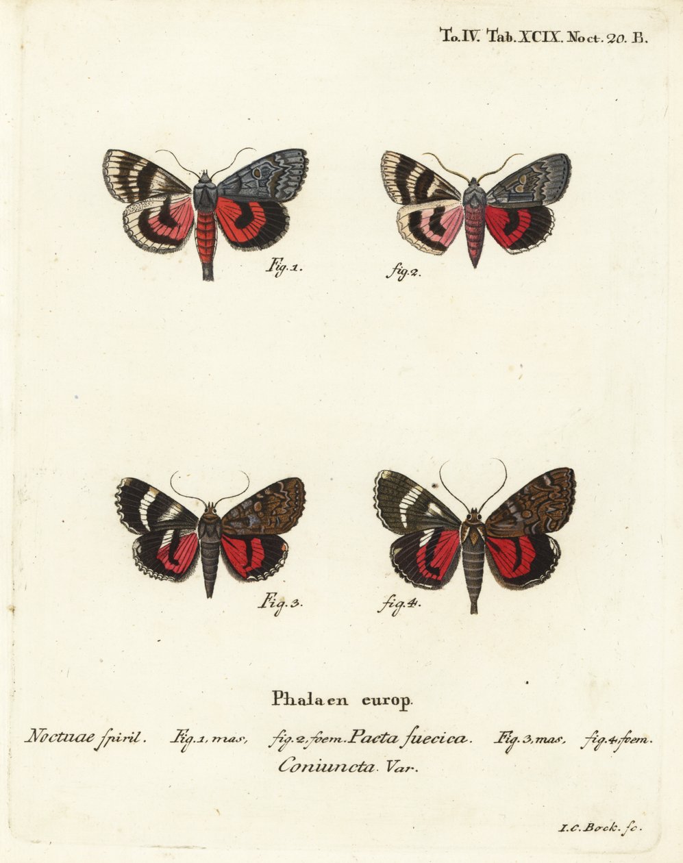 Farfalle sottoala, Catocala pacta e Catocala coniuncta. Incisione a mano colorata di Johann Carl Bock dopo Eugenius Johann Christoph Esper