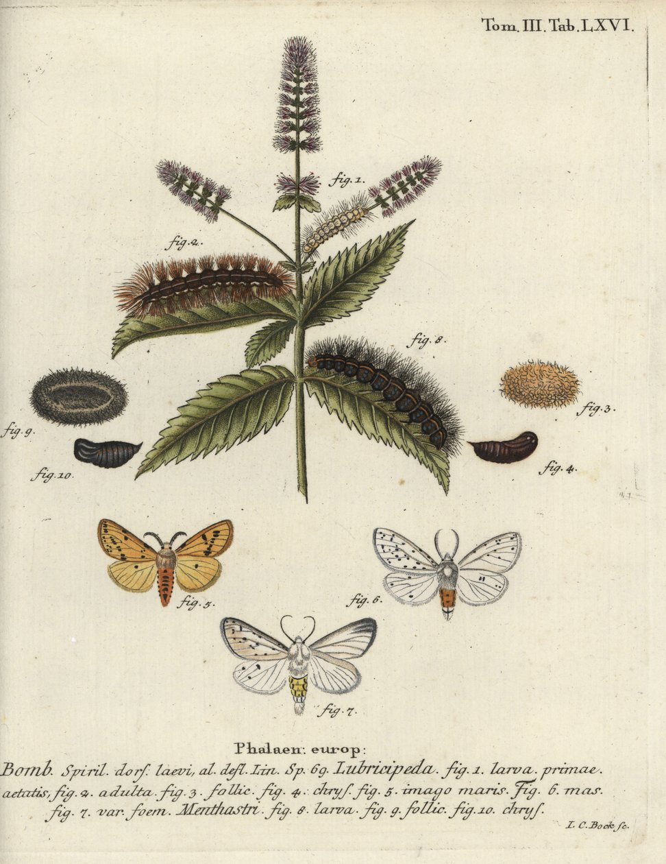 Ermellino bianco, Spilosoma lubricipeda da Johann Carl Bock