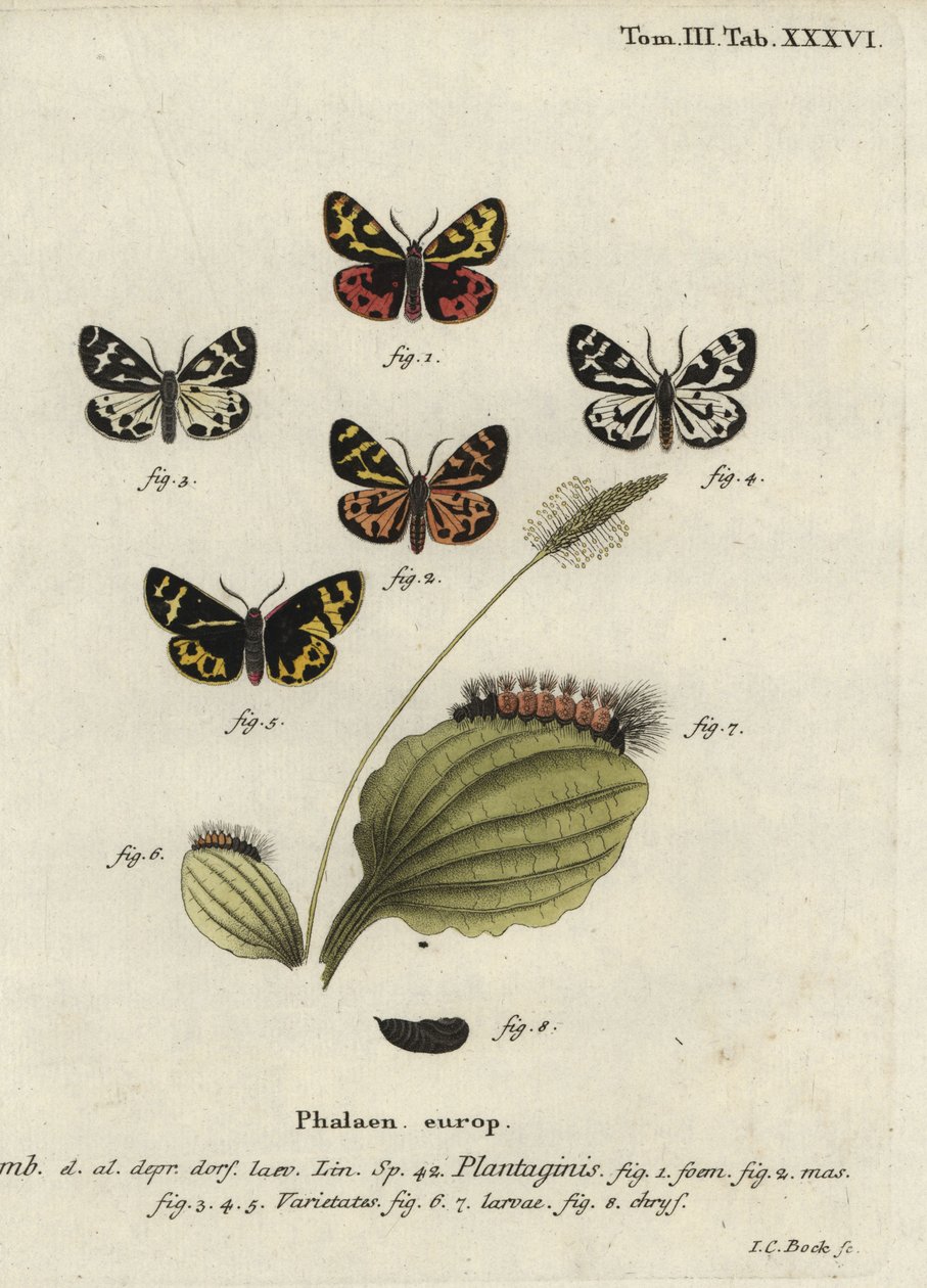 Falena tigre del legno, Parasemia plantaginis da Johann Carl Bock