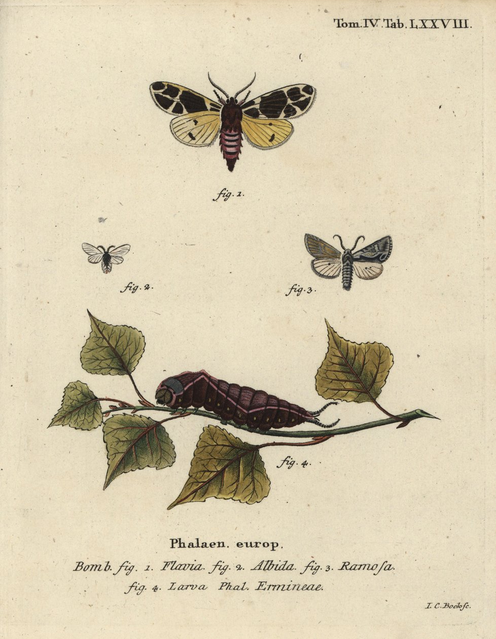 Falena tigre gialla, larva di ermellino bianco, ecc. da Johann Carl Bock