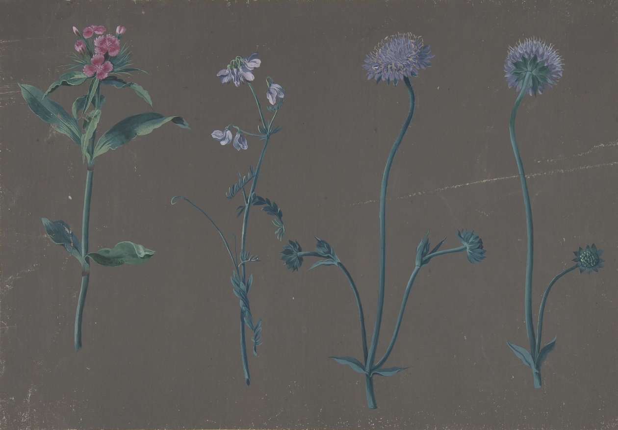 Studio di tre fiori, 1781 da Johann Christian August Birnbaum