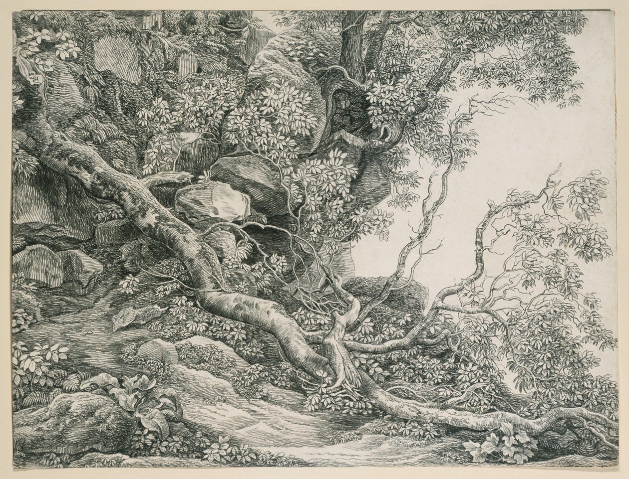 Alberi su un pendio roccioso da Johann Christian Reinhart