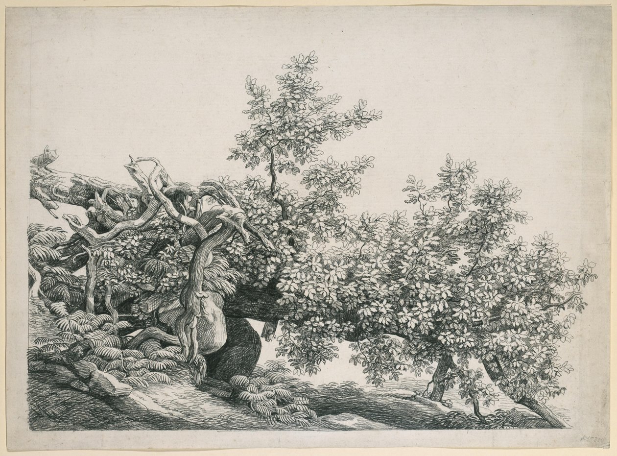 Studio di albero. Tronco caduto con radici esposte da Johann Christian Reinhart