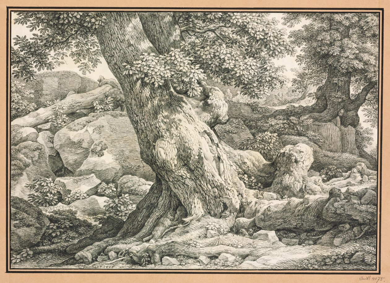 Studio sugli alberi su terreno roccioso da Johann Christian Reinhart