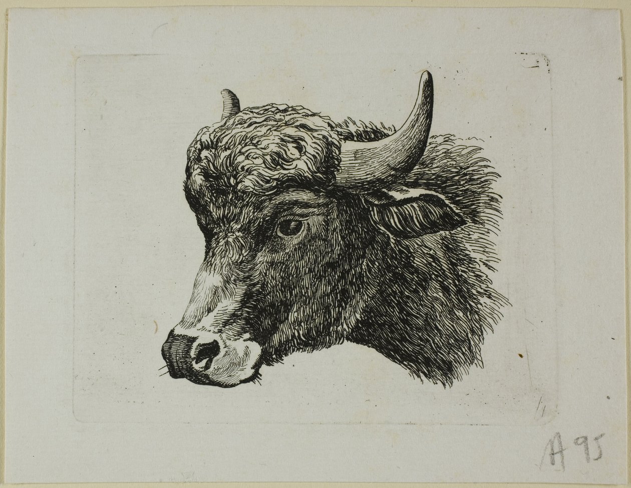 Testa di bufalo rivolta a sinistra, da Die Zweite Thierfolge da Johann Christian Reinhart