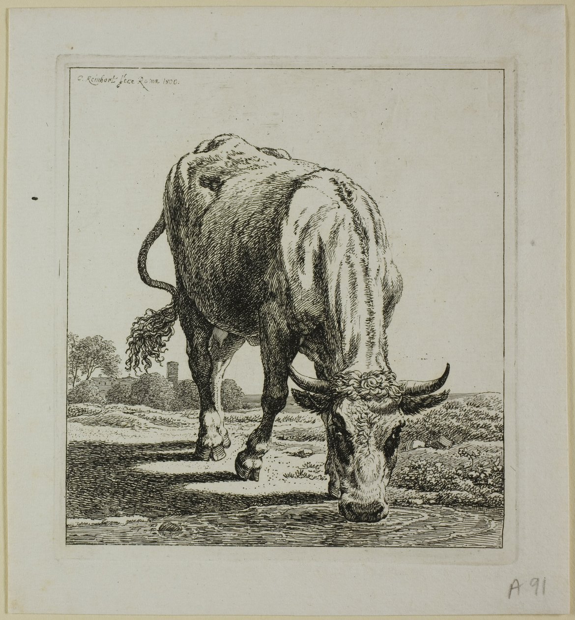 Mucca che beve, da Die Zweite Thierfolge da Johann Christian Reinhart