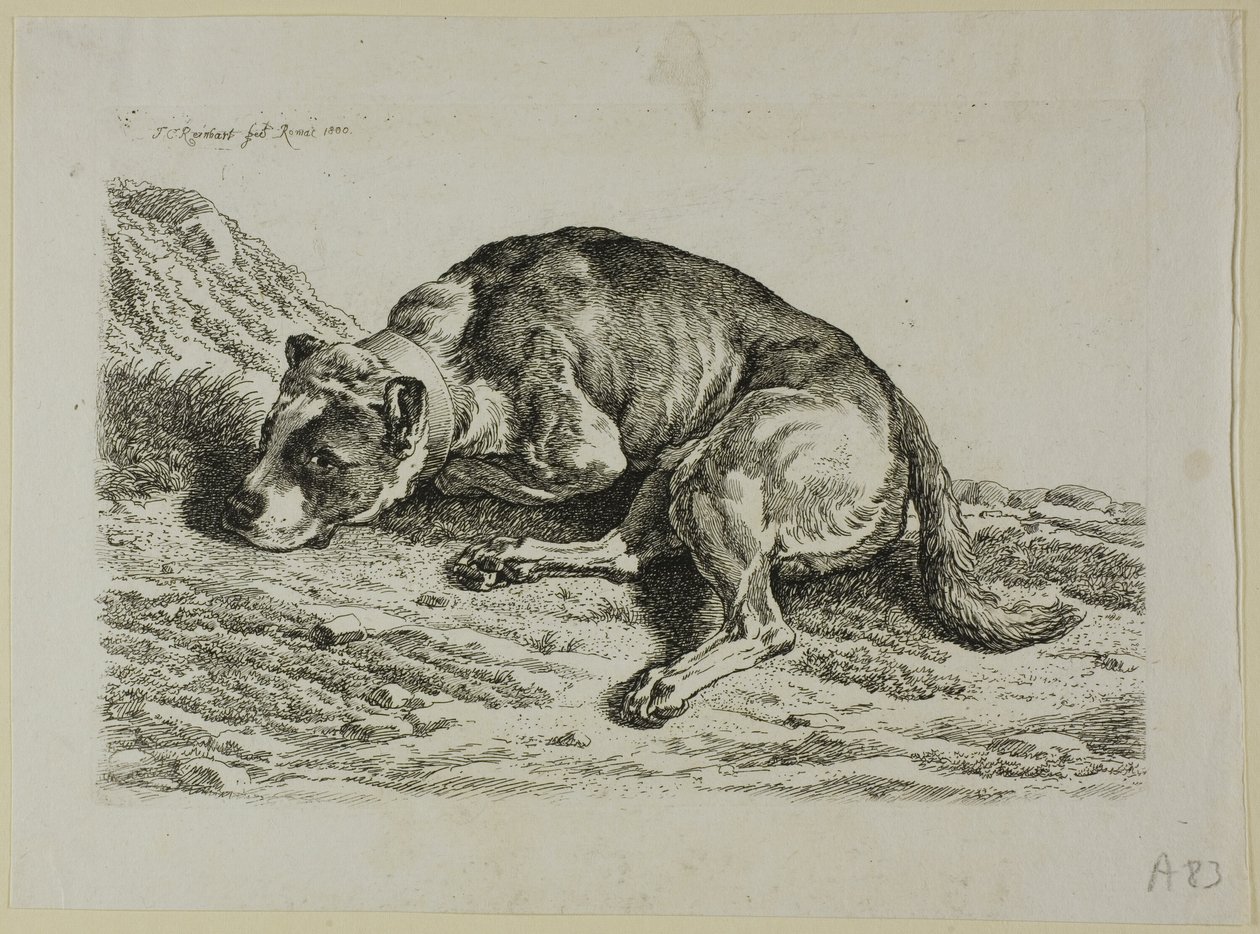 Cane sdraiato, da Die Zweite Thierfolge da Johann Christian Reinhart