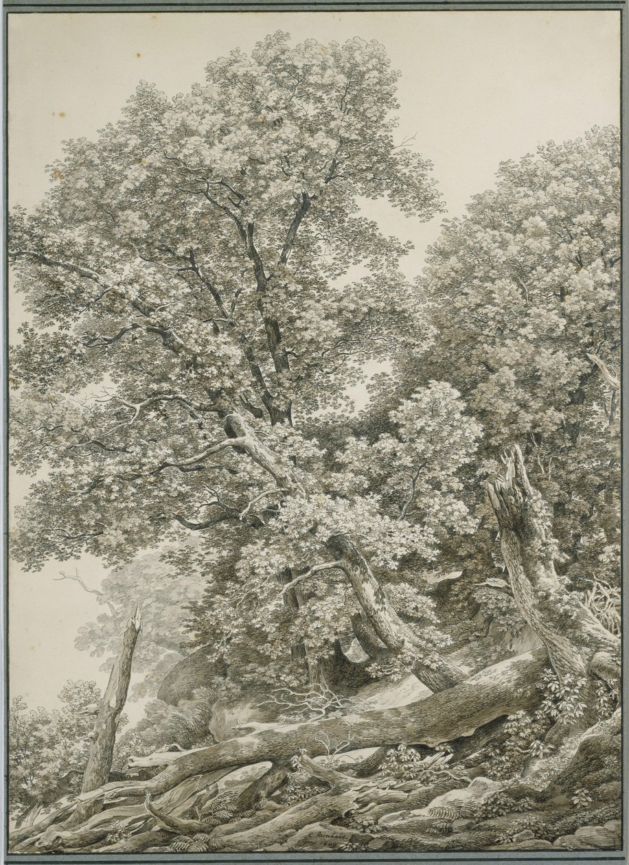 Grande studio di albero da Johann Christian Reinhart