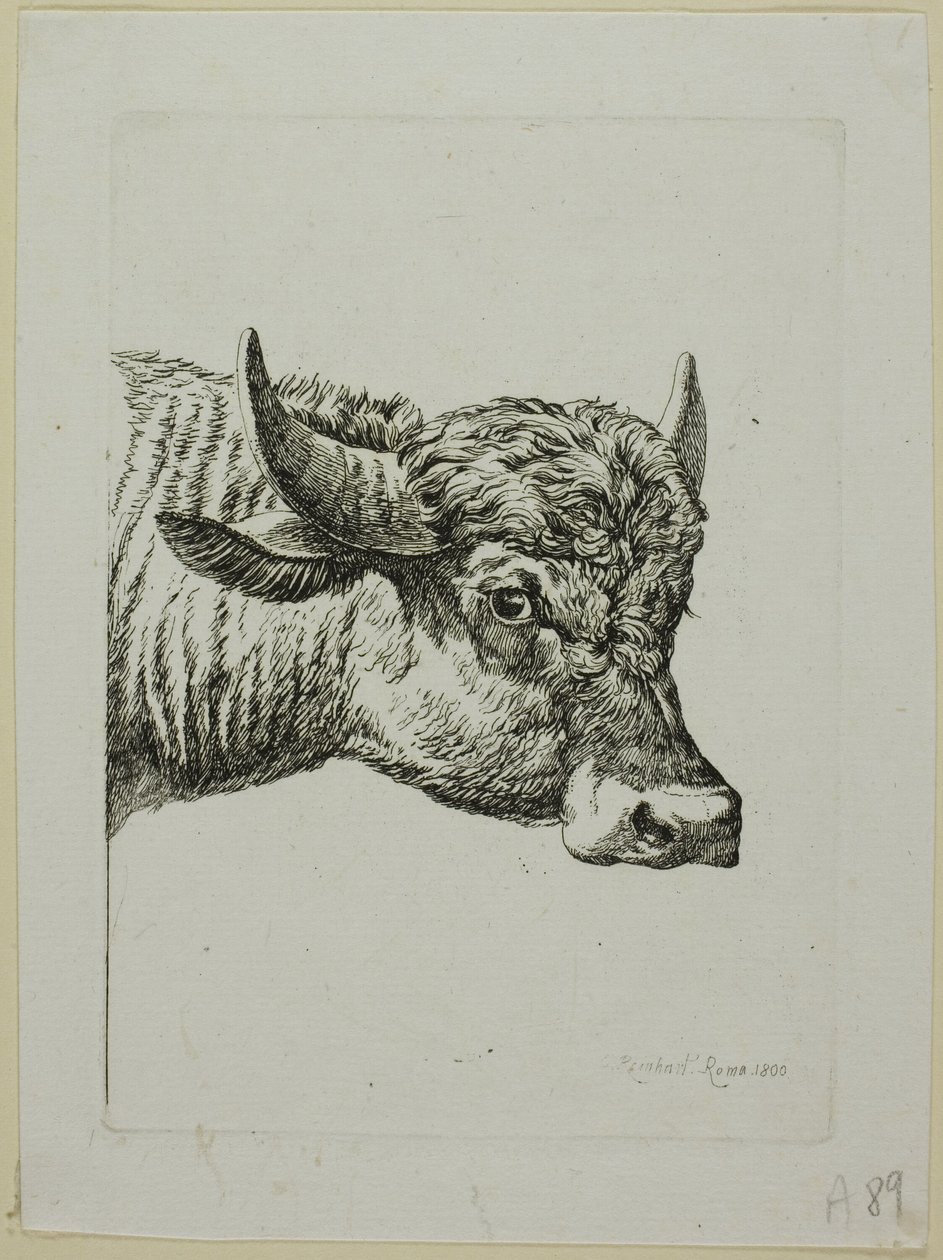 Testa di bufalo, da Die Zweite Thierfolge da Johann Christian Reinhart