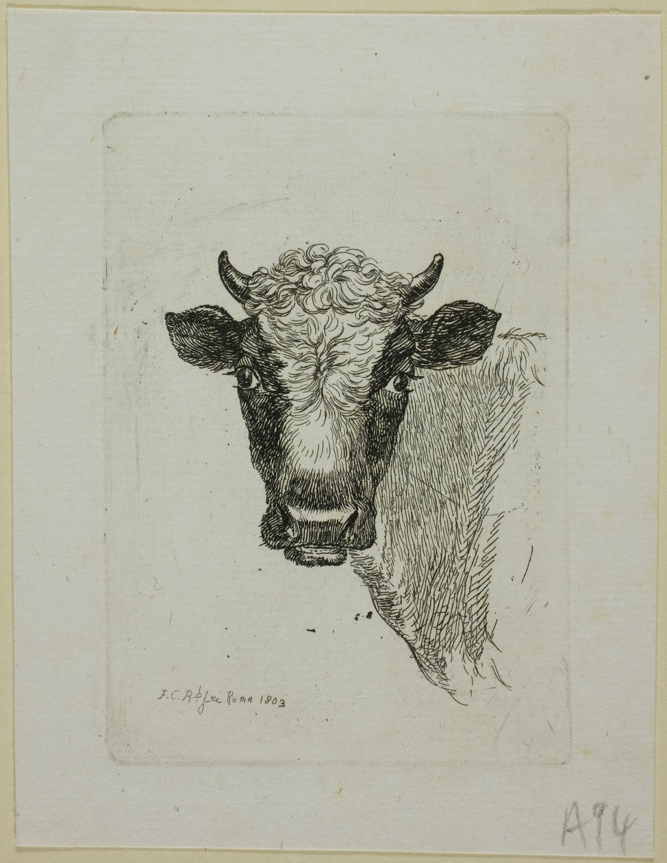 Testa di un giovane toro, da Die Zweite Thierfolge da Johann Christian Reinhart