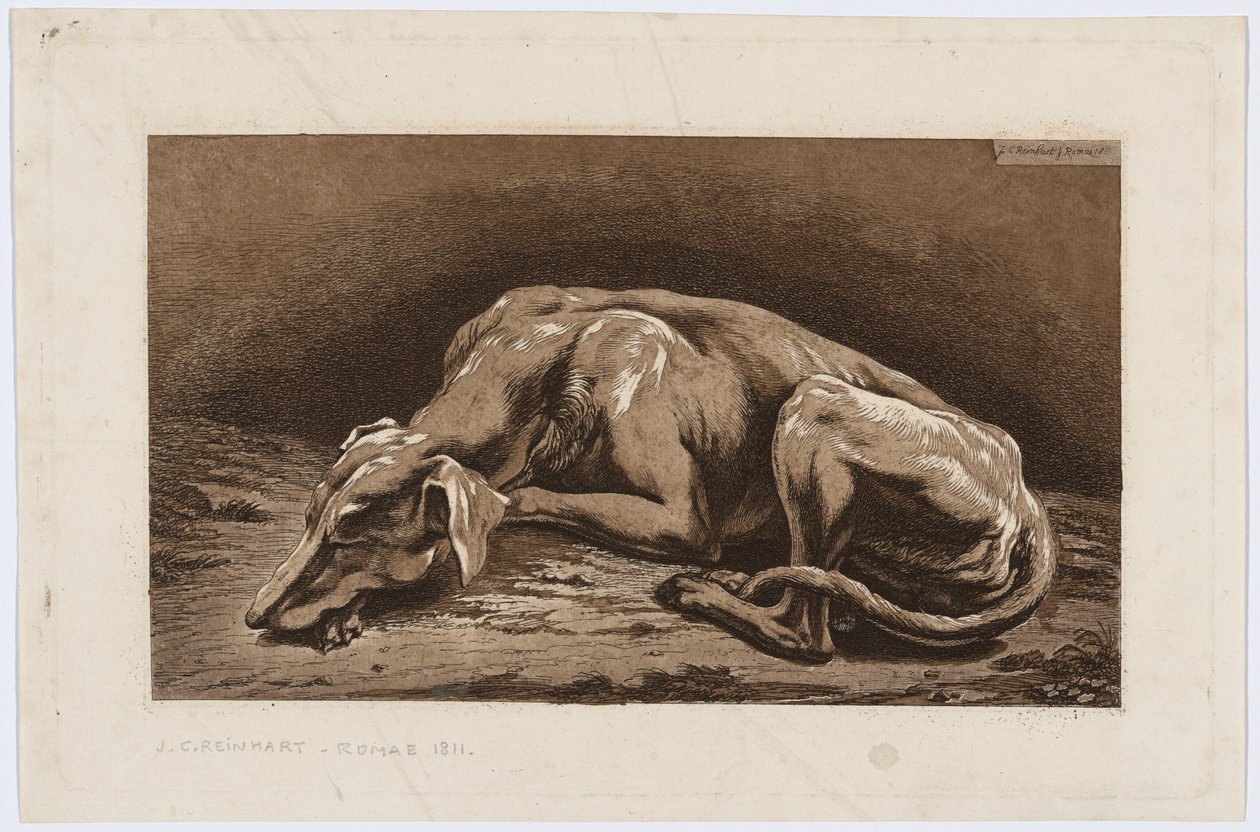 Levriero dormiente da Johann Christian Reinhart