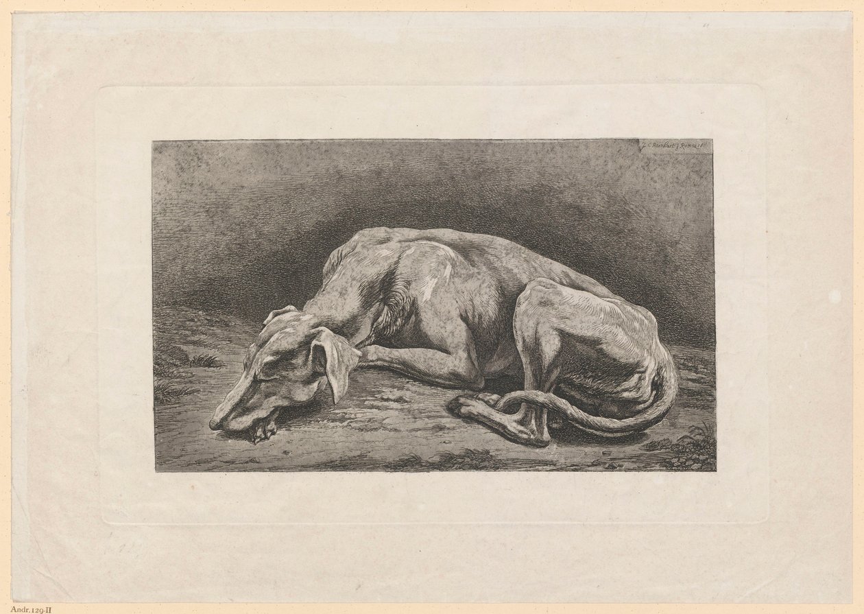 Levriero addormentato da Johann Christian Reinhart