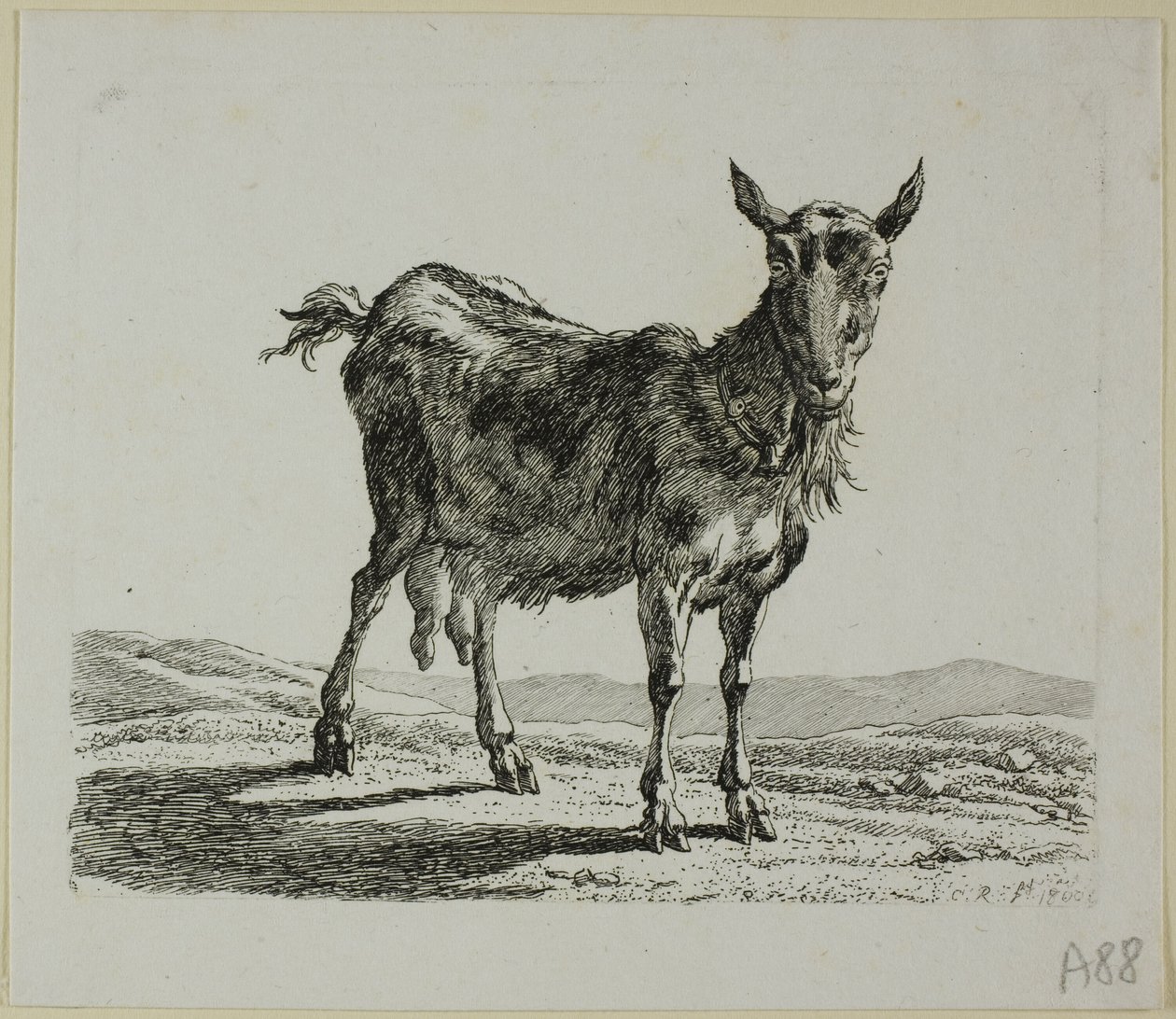 Capra in piedi, da Die Zweite Thierfolge da Johann Christian Reinhart