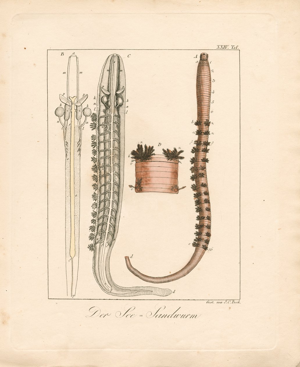  da Johann Christoph Bock