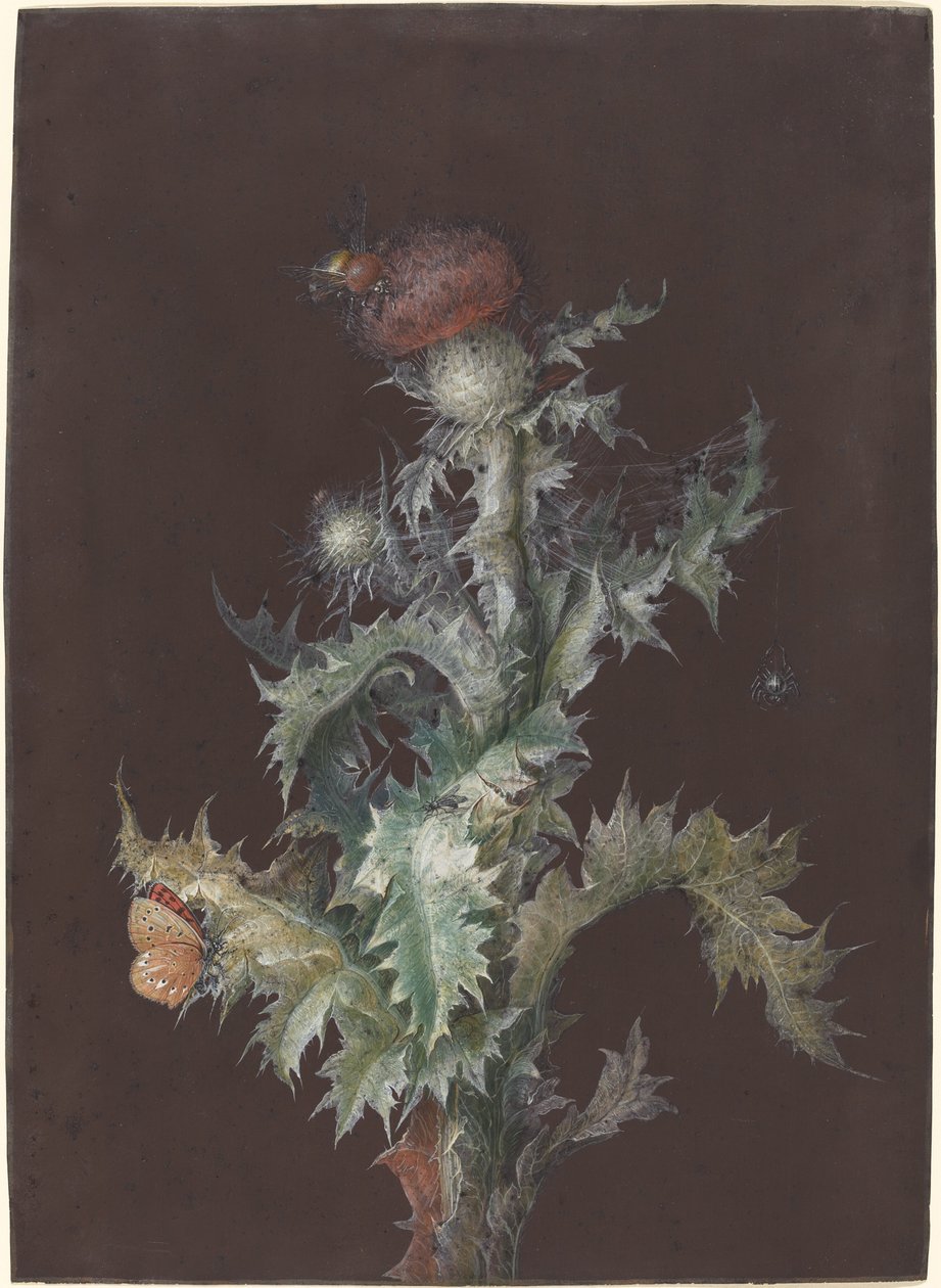 Cardo con insetti, ca. 1755 da Johann Christoph Dietzsch
