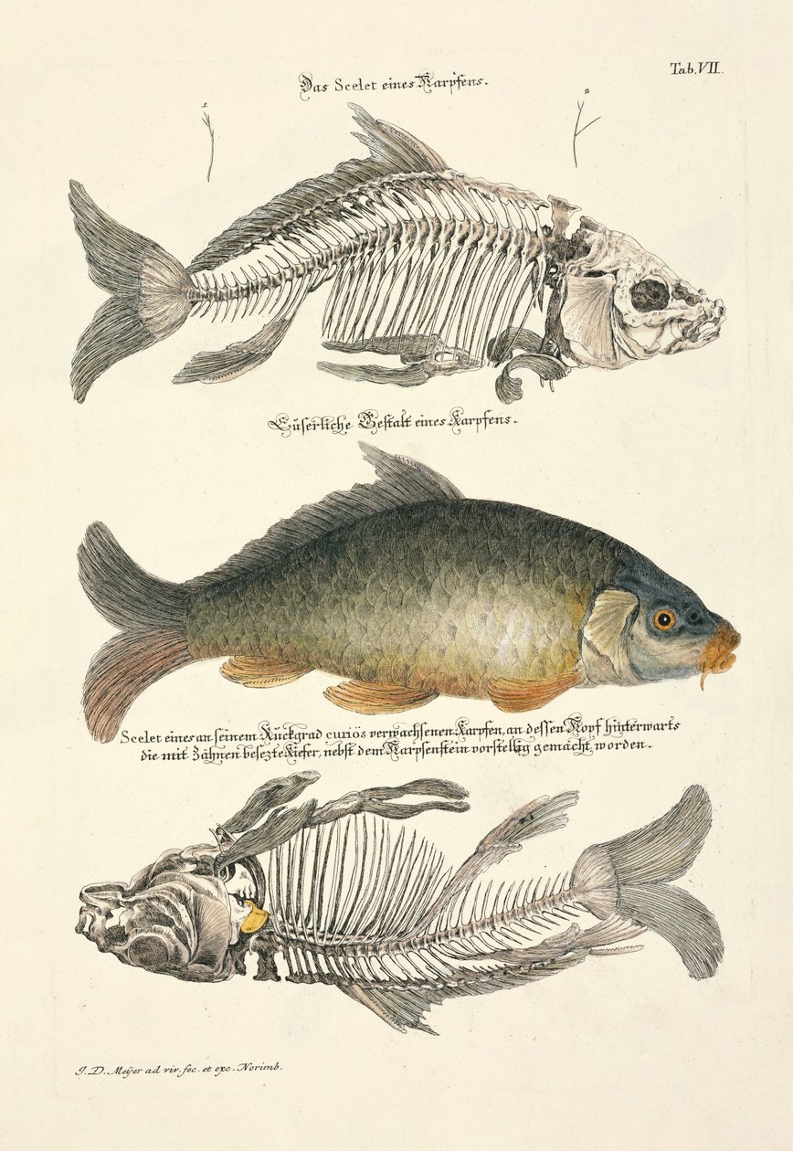  da Johann Daniel Meyer