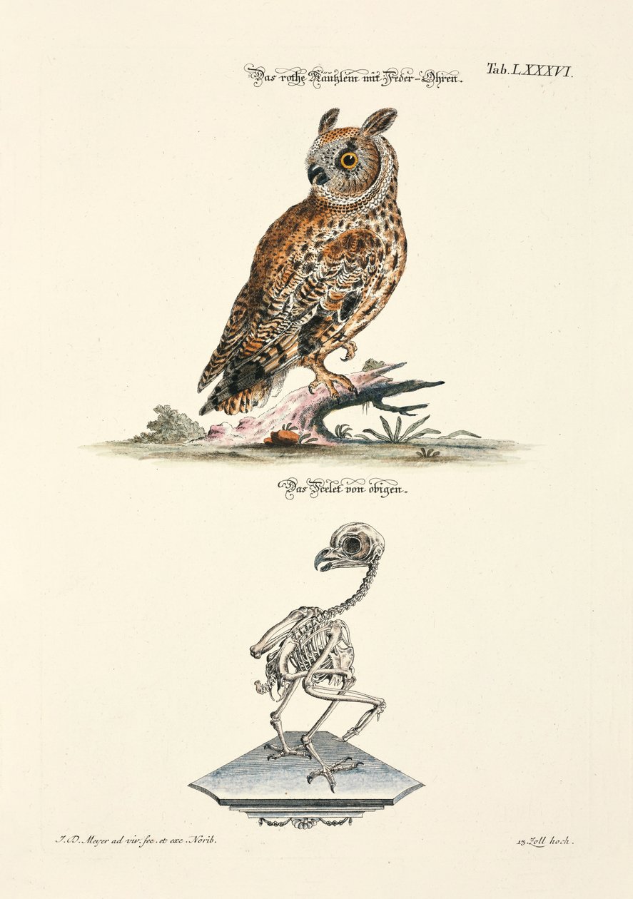  da Johann Daniel Meyer