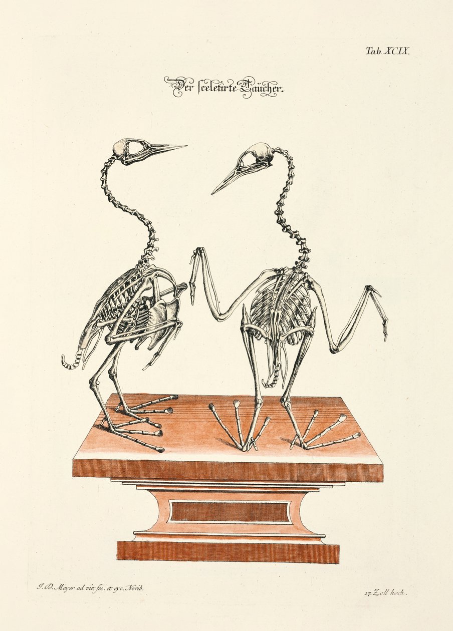  da Johann Daniel Meyer