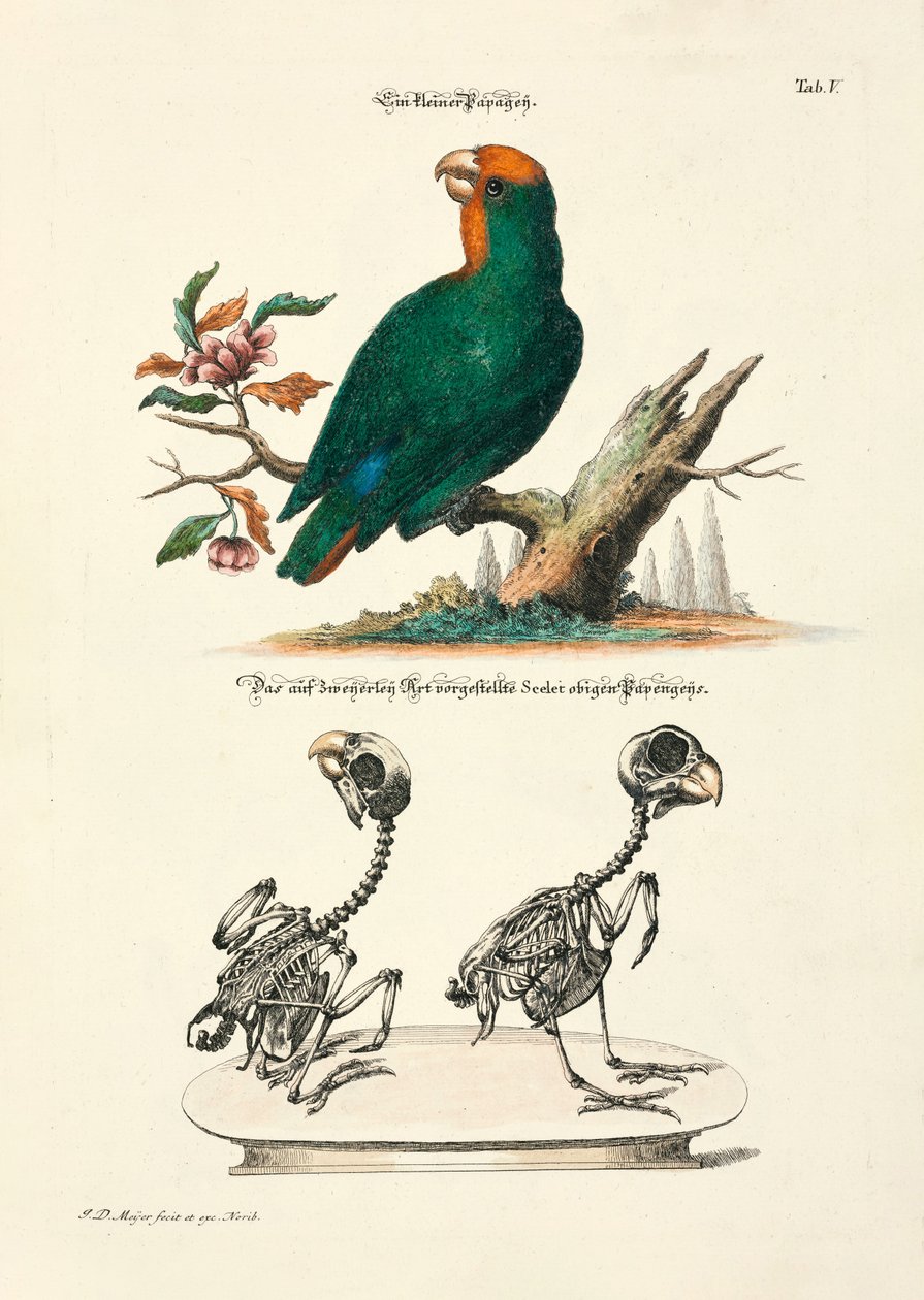  da Johann Daniel Meyer