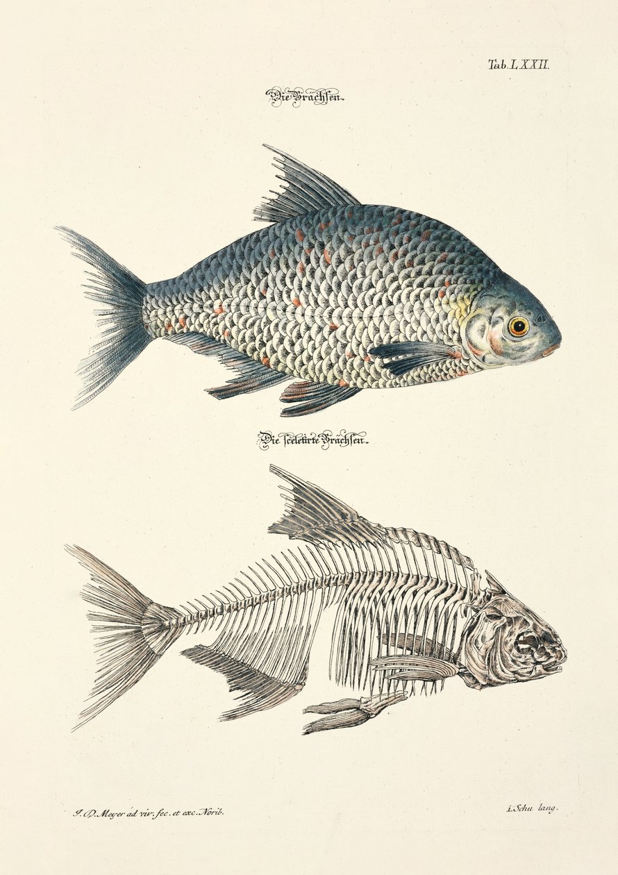  da Johann Daniel Meyer