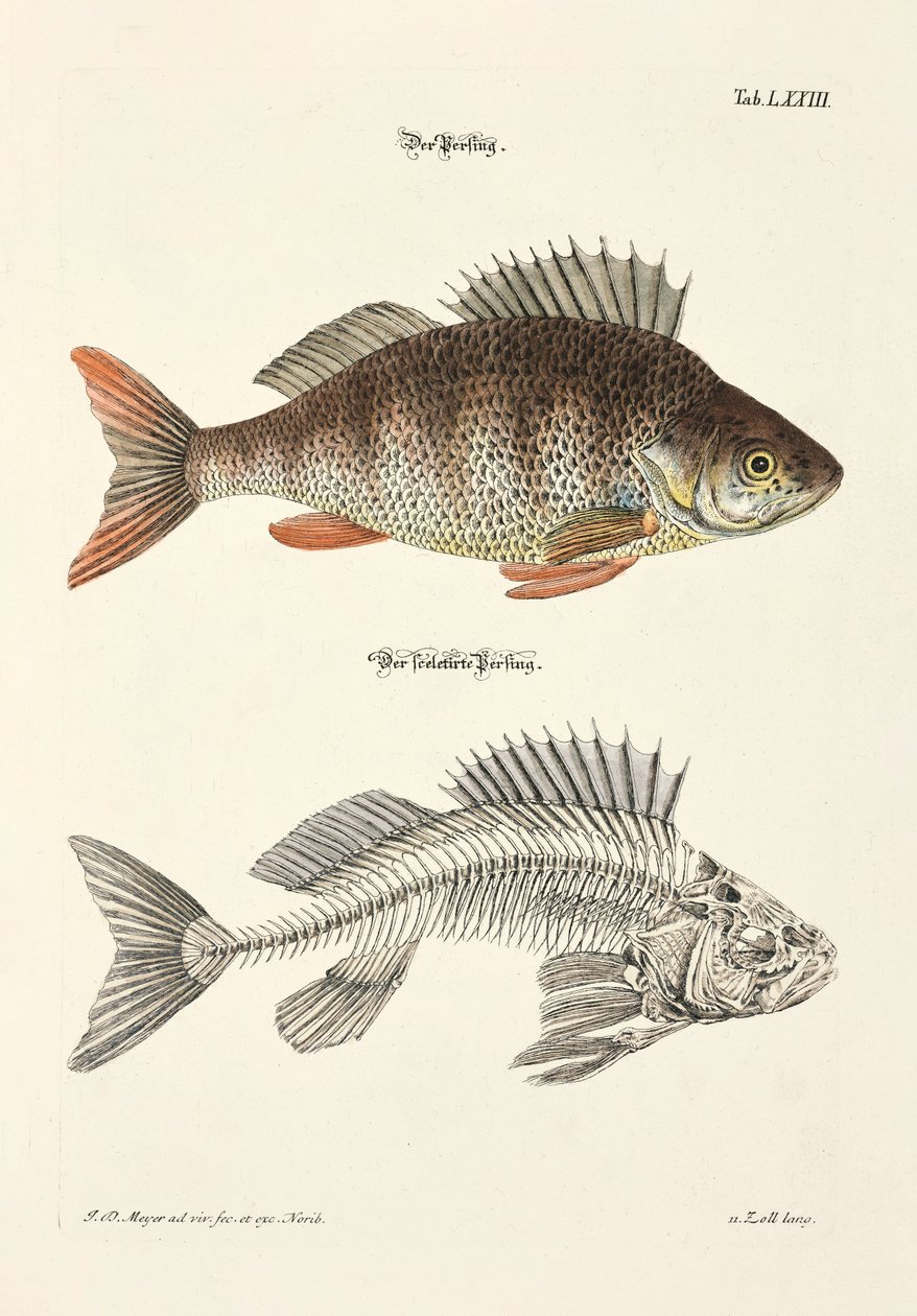  da Johann Daniel Meyer