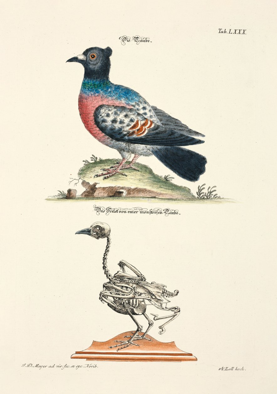 Il piccione e il suo scheletro da Johann Daniel Meyer