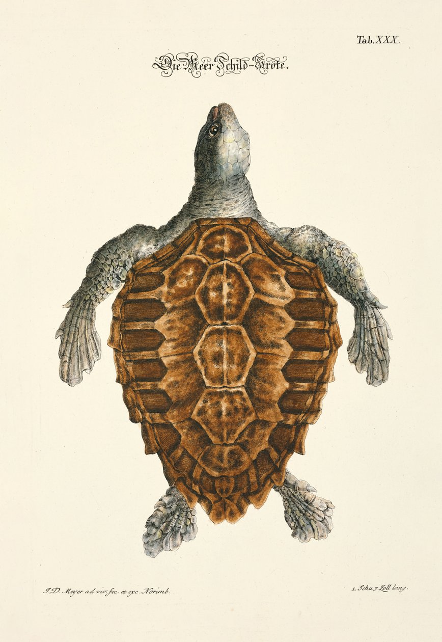  da Johann Daniel Meyer