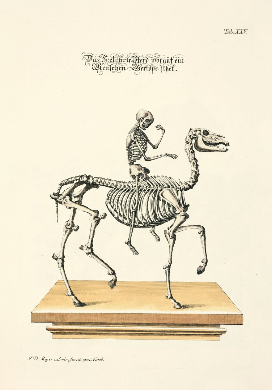 Il cavallo scheletrito con scheletro umano a cavallo da Johann Daniel Meyer