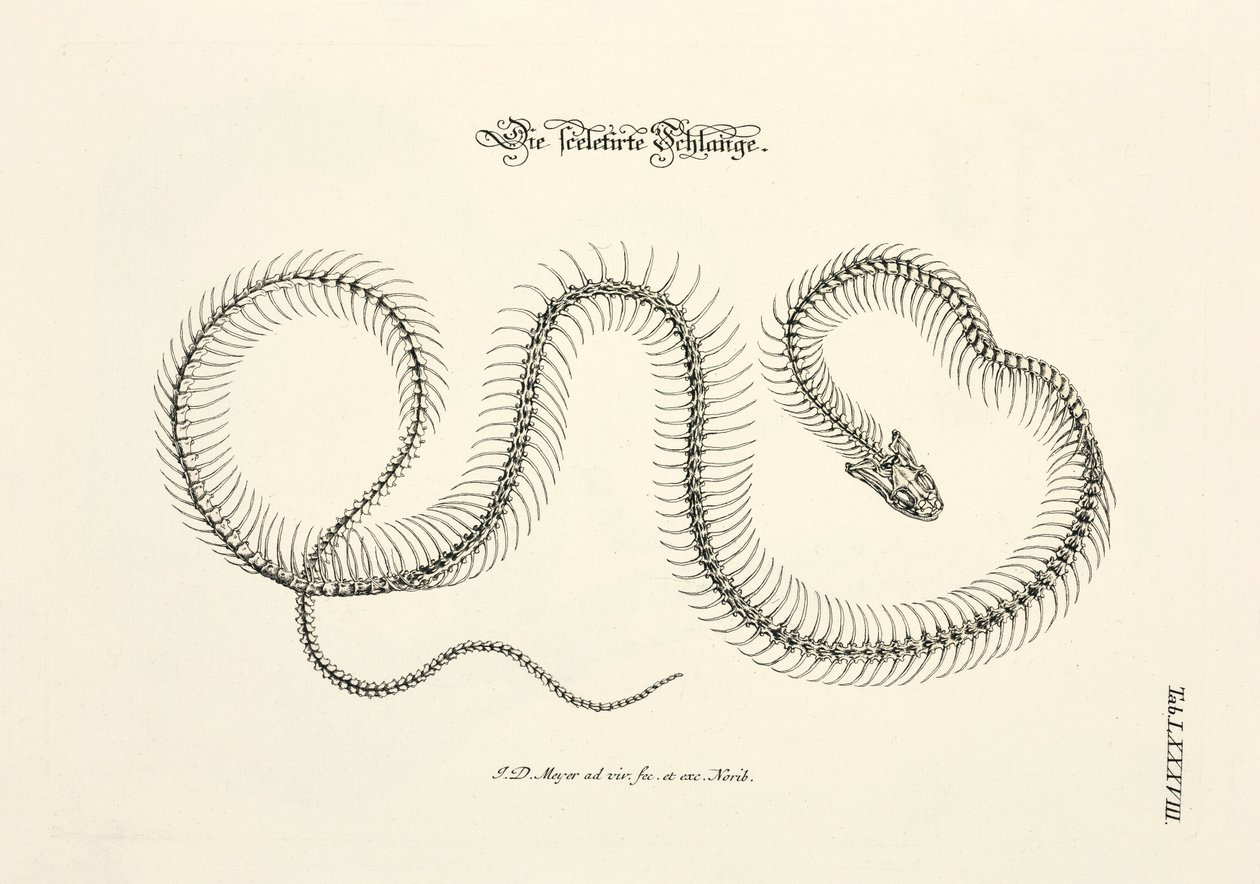 Il serpente scheletrito da Johann Daniel Meyer